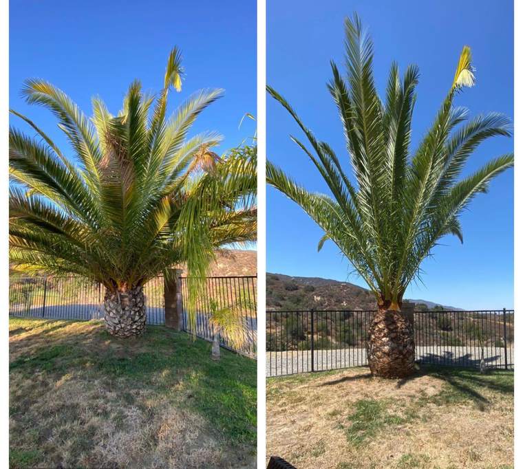 Canary Island date palm on a lawn before and after trimming