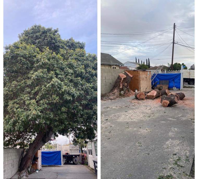 Large tree removal, before and after, cut into rounds on a driveway