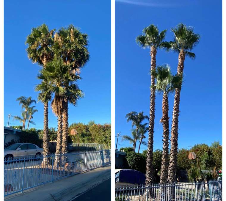 Three Mexican fan palms before and after trimming and skinning