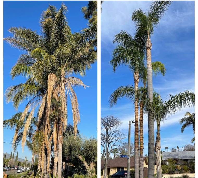 Tall queen palms before and after trimming on a residential street