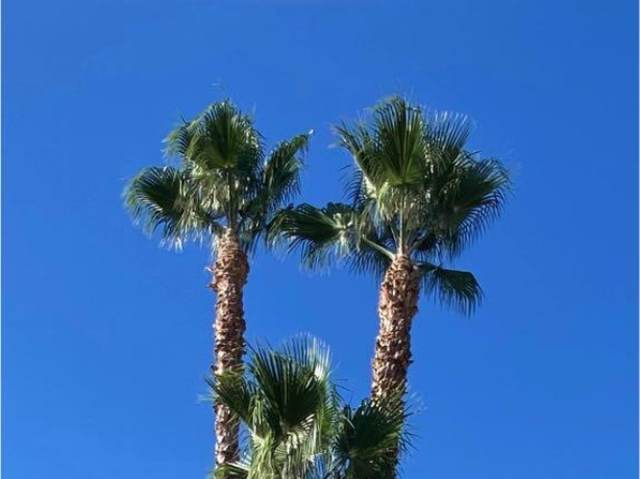 Mexican fan palms with round, pleated fan-shaped crowns