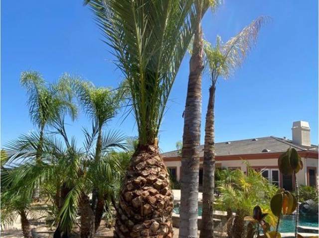 Ornamental palms planted around a pool and patio