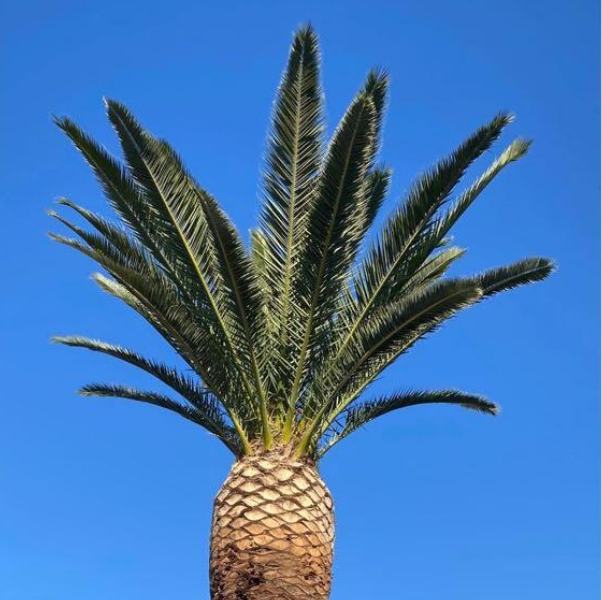 Canary Island date palm after trimming, with a clean pineapple cut